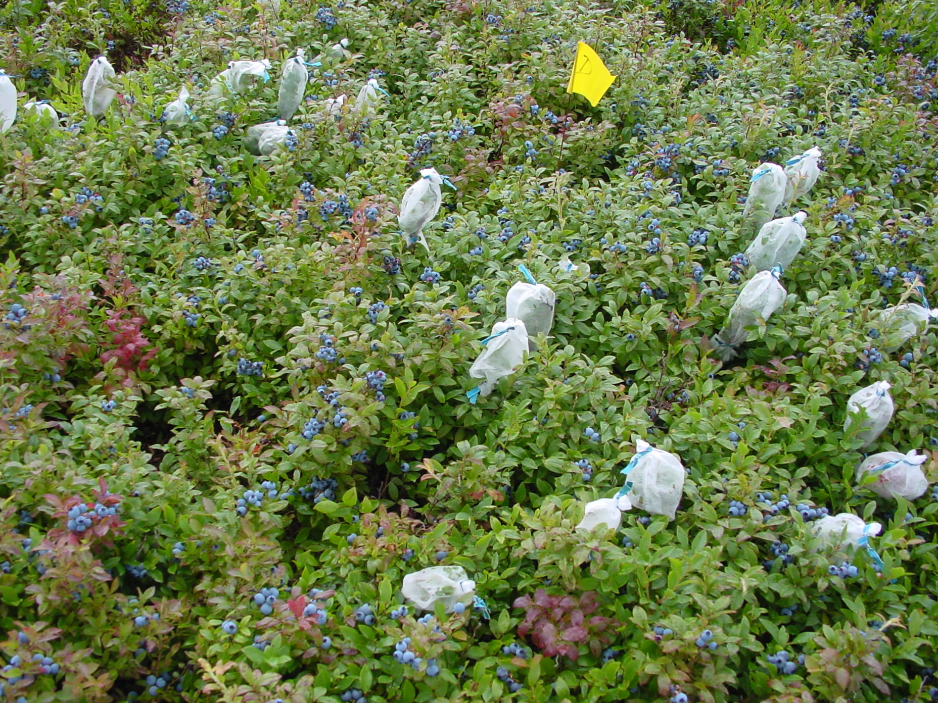 Experiments to the Wild Blueberry Network Information Centre